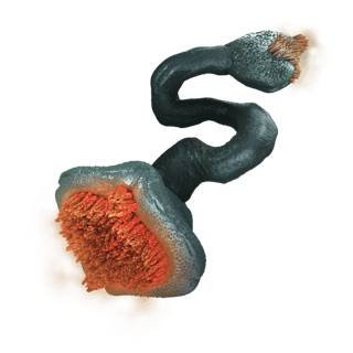 Parasitic Tethermaw