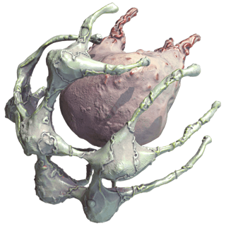Rune Marrow