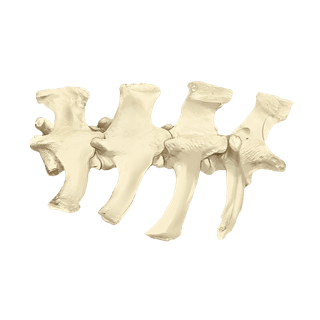 Mawfish Bones