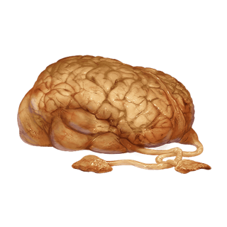 Norg Brain