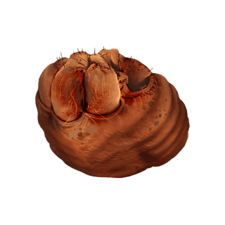 Yogwun Stomach