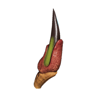 Nistlepod