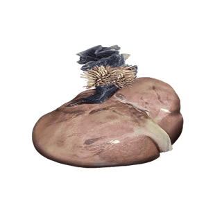 Khut-Khut Venom Sac