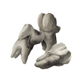 Sharrac Teeth