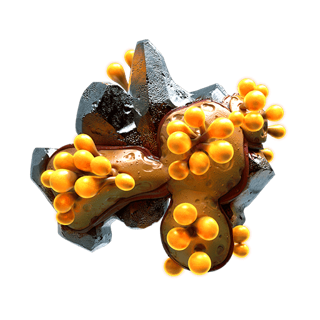 Thaumica