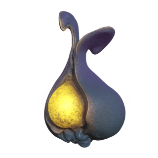 Yao Shrub
