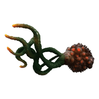 Ocular Stem-Root