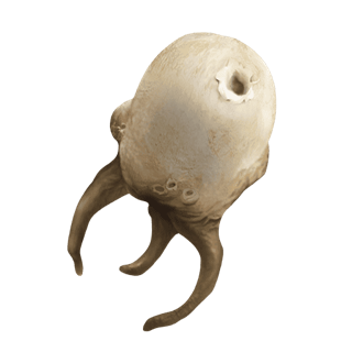 Tasoma Extract