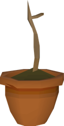 Related icon: Old School RuneScape item icon: Yew sapling, representative of tree-patch planting.