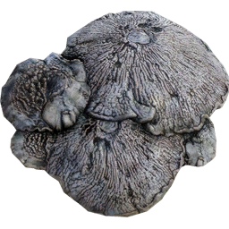 Satisfactory item icon: Mycelia.