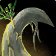 Related icon: World of Warcraft item icon: Azeroot.